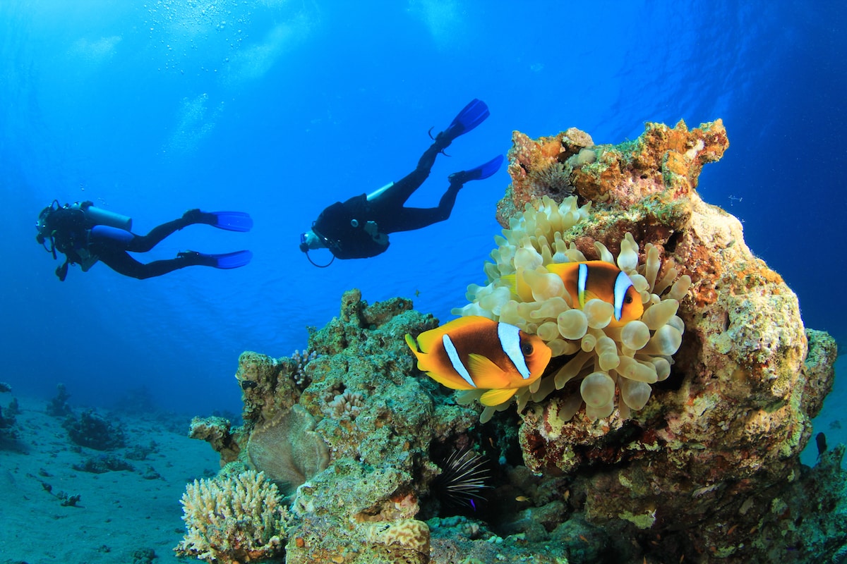 Scuba divers swim over a coral reef