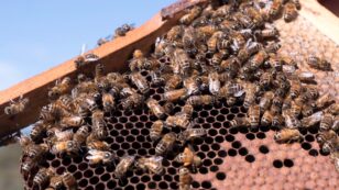 Over 15 Million Bees Destroyed in Australia Amid Varroa Mite Outbreak