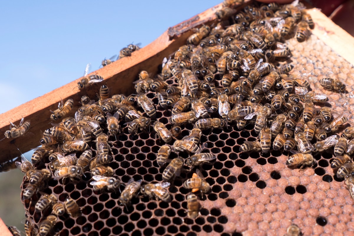 Bees on a honeycomb at an apiary in New South Wales, Australia