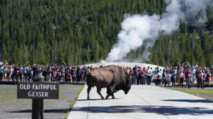 Woman Gored by Bison at Yellowstone National Park in Third Incident This Year