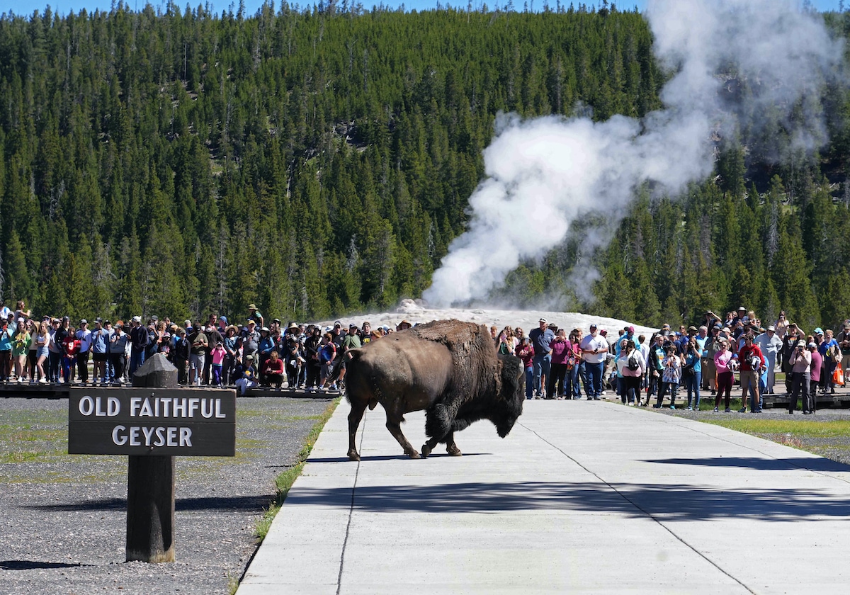 A bison walks past people who just watched the eruption of Old Faithful Geyser in Yellowstone National Park