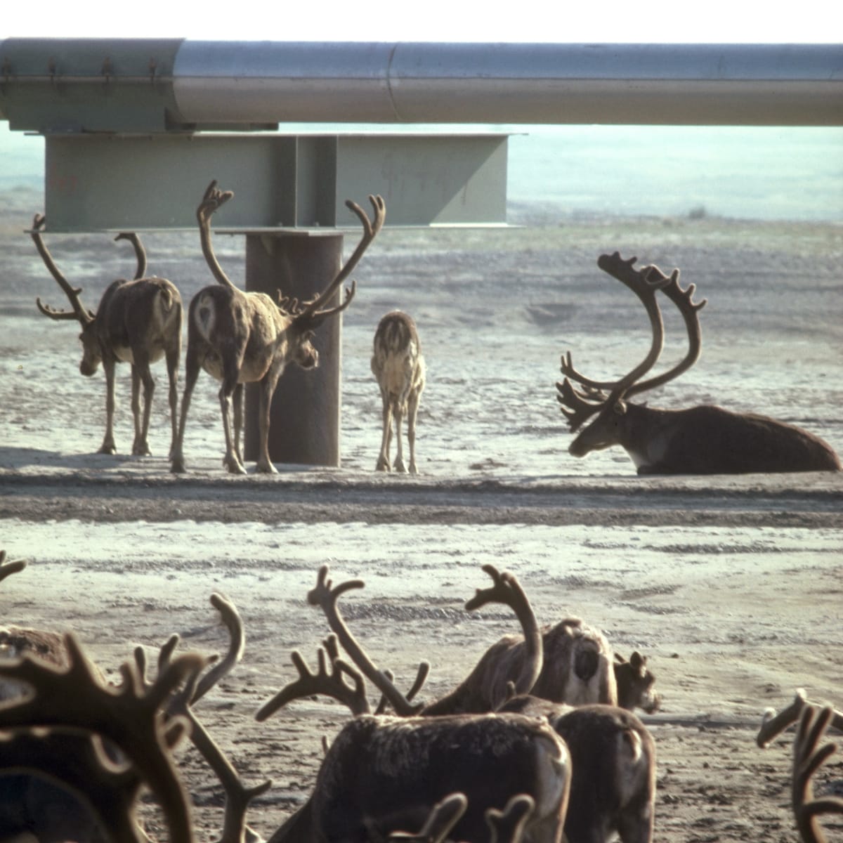A herd of caribou graze by the Trans-Alaska Pipeline at the North Slope on Prudhoe Bay, Alaska