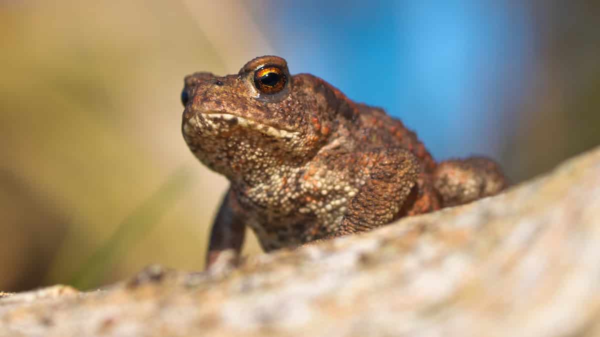 Why Are Toads Climbing Trees in the UK?