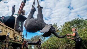 250 Elephants Moved From Overcrowded Park to Larger Kasungu National Park in Malawi