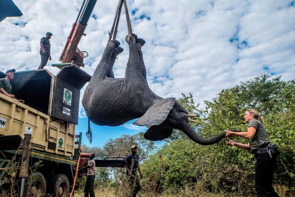 Wildlife conservation officers load a tranquilized elephant into a truck to be relocated