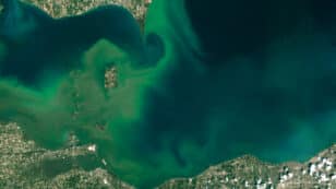 To Reduce Harmful Algal Blooms and Dead Zones, the U.S. Needs a National Strategy for Regulating Farm Pollution
