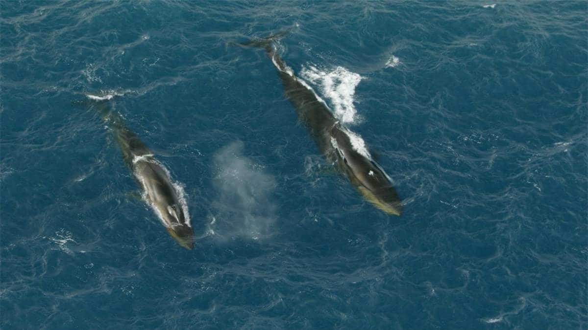 Fin whales feeding in the Weddell Sea