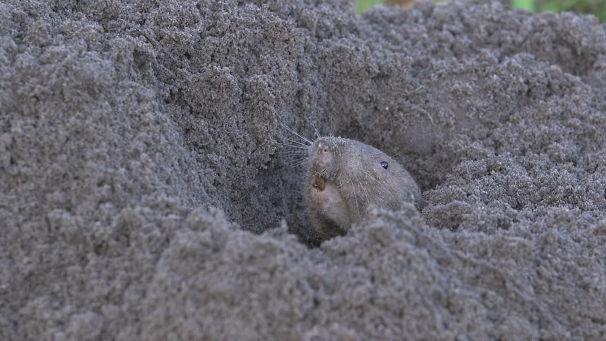 A gopher burrowing