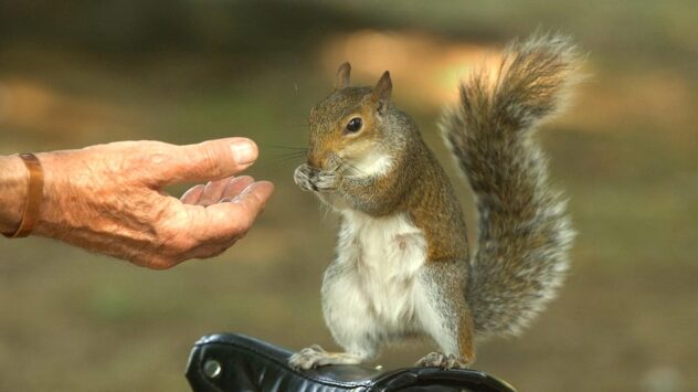 Scientists Create Contraceptives for Grey Squirrels in the UK
