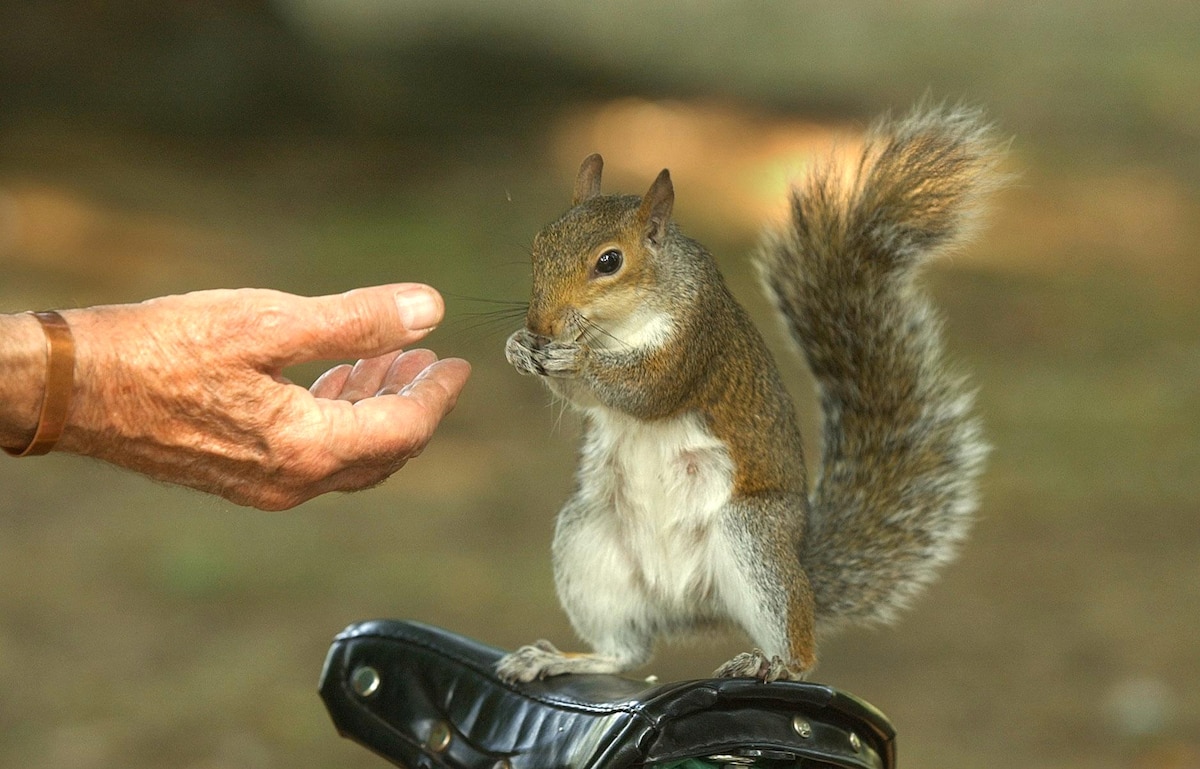 A grey squirrel stands on a bicycle seat and eats a peanut in London's St. James's Park