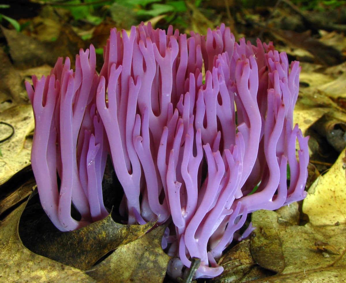 The violet coral fungus