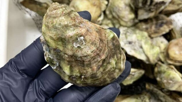 ‘Forever Chemicals’ Found Contaminating 100% of Florida Oysters Tested