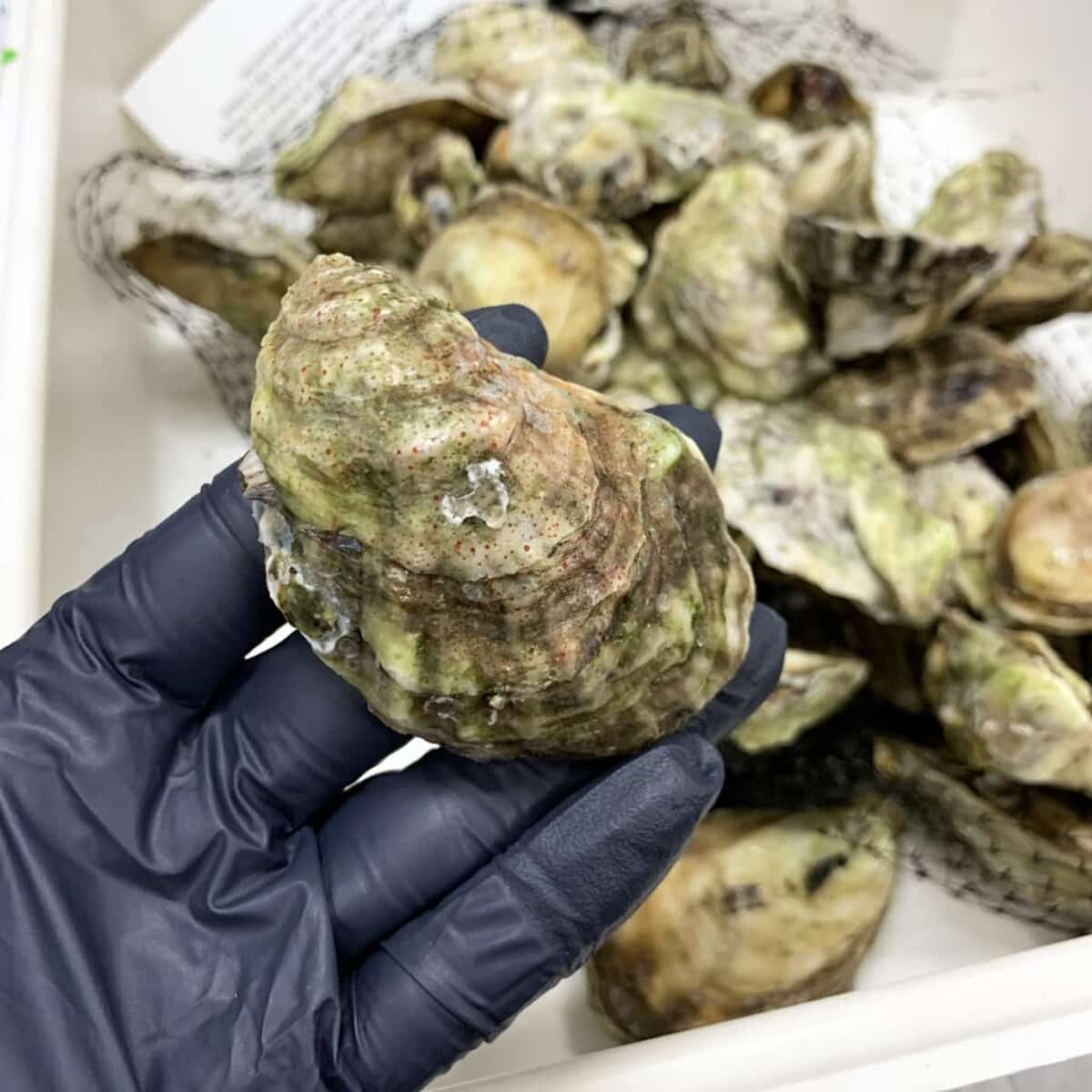 An oyster analyzed in the lab for toxic chemicals