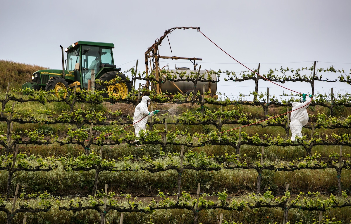 Farm workers spray sulfur on a grape vineyard in California