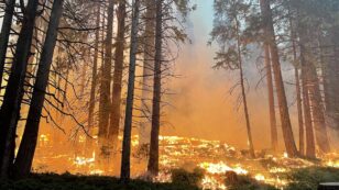 California Wildfire That Menaced Yosemite Redwoods Enters Sierra National Park
