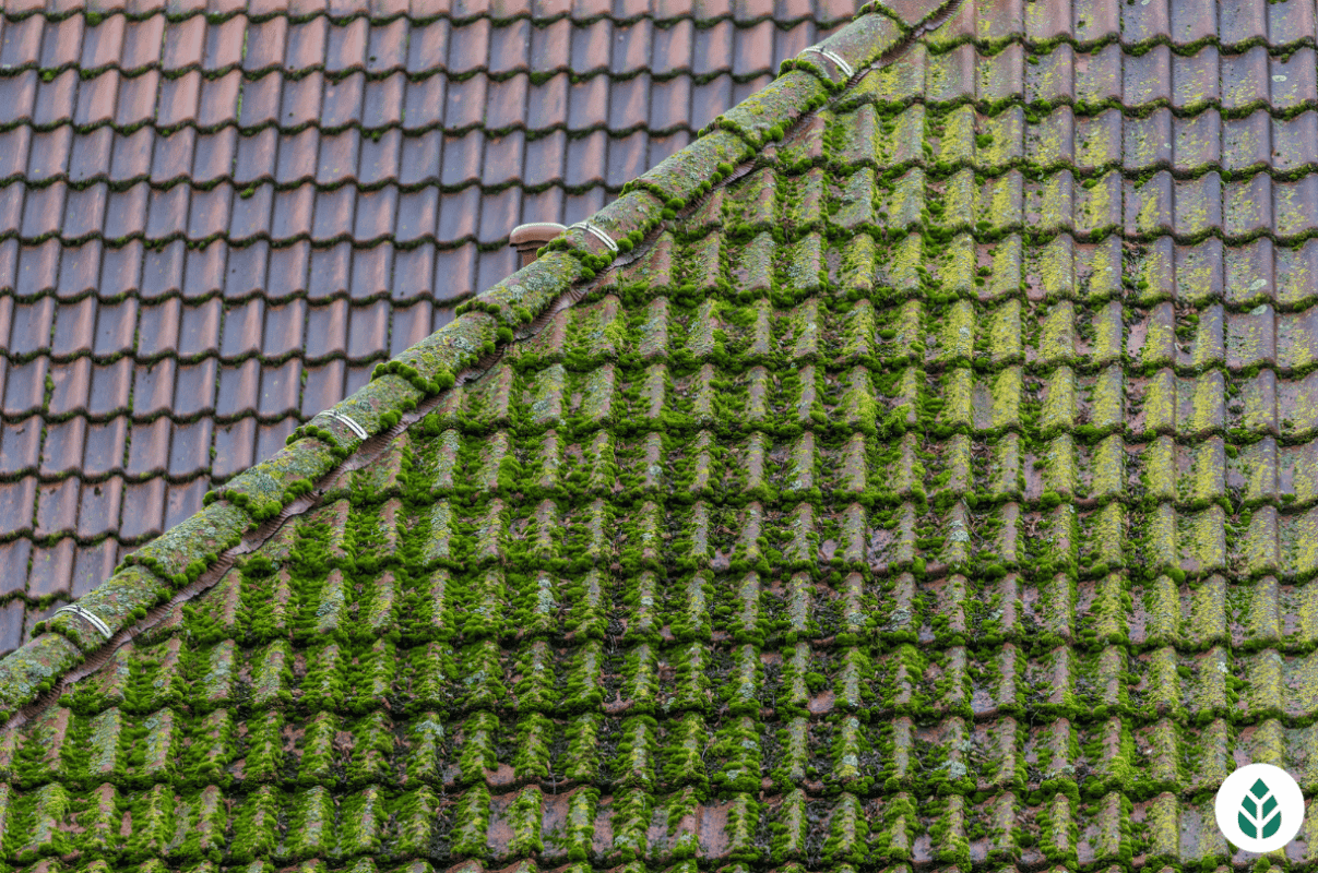 How to Remove Moss From Your Roof: A Complete Guide (2023)