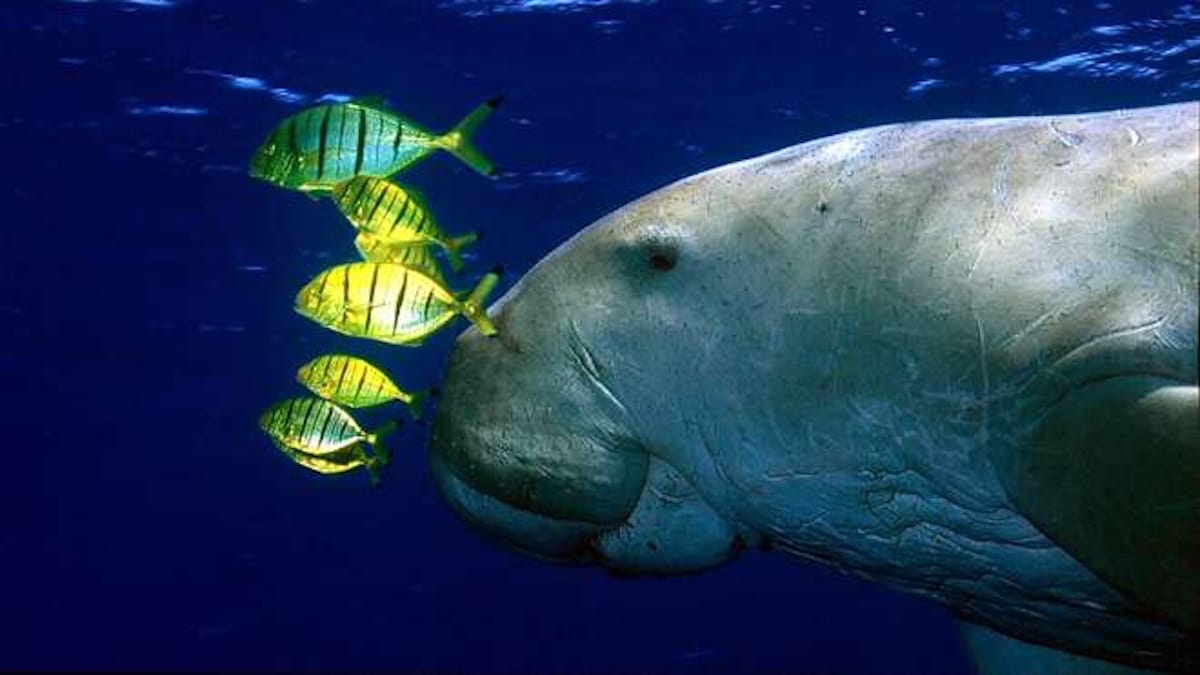 The dugong is functionally extinct in China