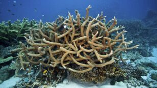 Great Barrier Reef Has Highest Coral Cover in 36 Years, But Global Heating Could Jeopardize Recovery