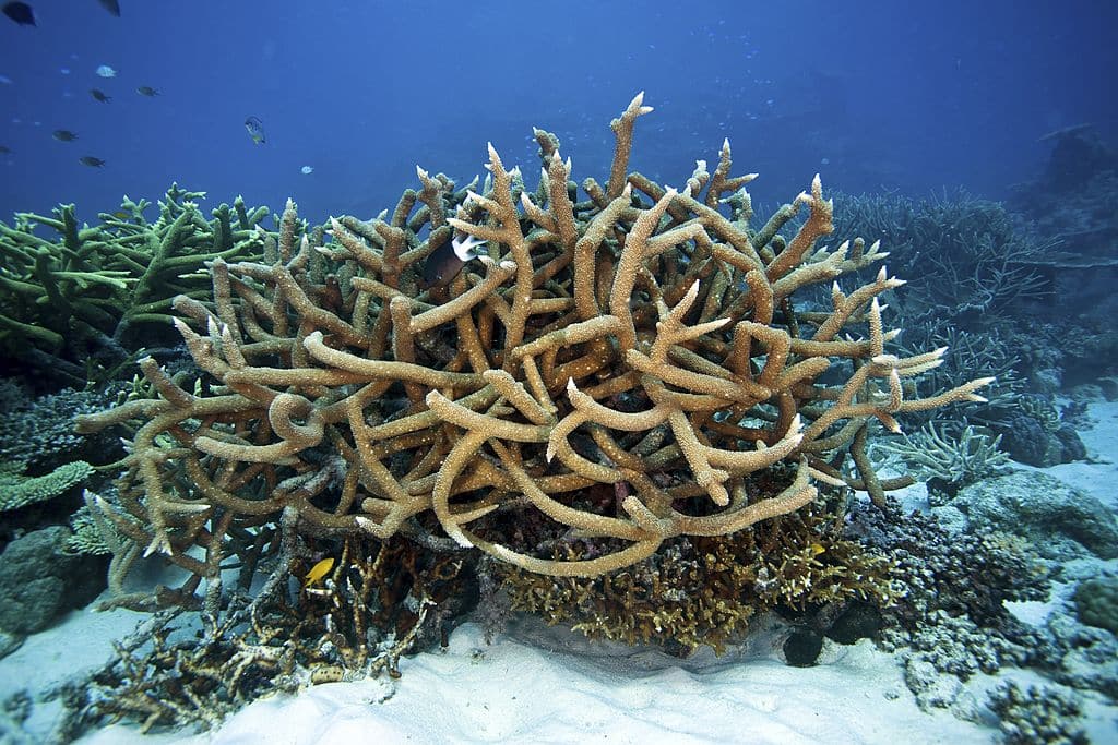 Reef scene with fish and branching corals
