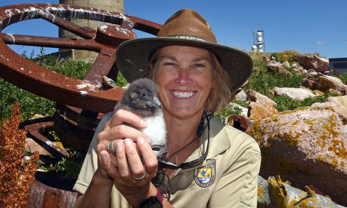 Linda Welch is the housing and unusual development secretary for seabirds on Maine’s Petit Manan Island.