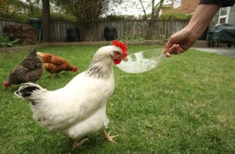 Backyard Chickens: Where to Start?