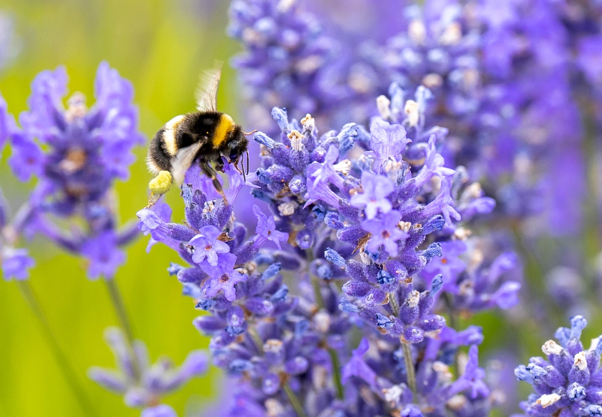 A bumblebee collects pollen from lavender flowers