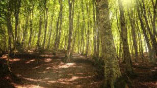 Protect This Place: Italy’s World Heritage Beech Forests