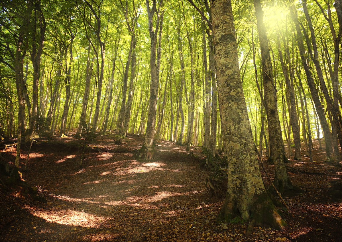 Protect This Place: Italy’s World Heritage Beech Forests