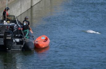 Beluga Whale Experts Struggle to Feed Starving Whale Stuck in Seine River