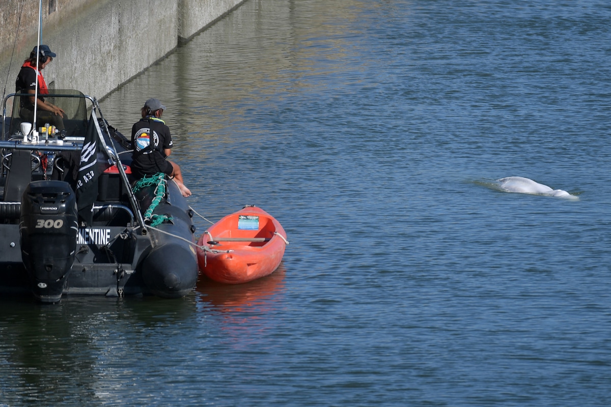 A malnourished beluga whale that swam up France's River Seine is watched by experts