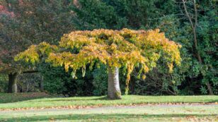 Drought and Heat Bring ‘False Autumn’ to UK Trees