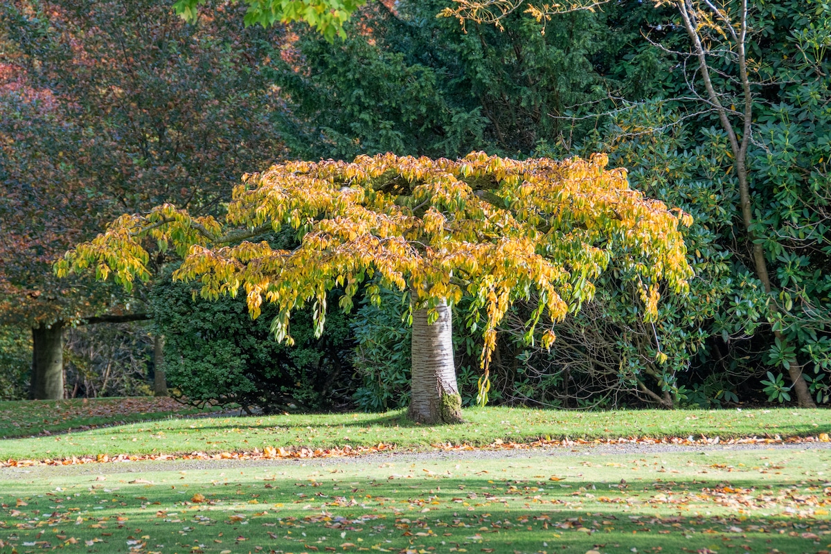 A silver birch tree with leaves changing color in the UK