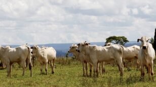 Brazil Lawmakers Allow Extensive Cattle Ranching in the Pantanal, the World’s Largest Tropical Wetland