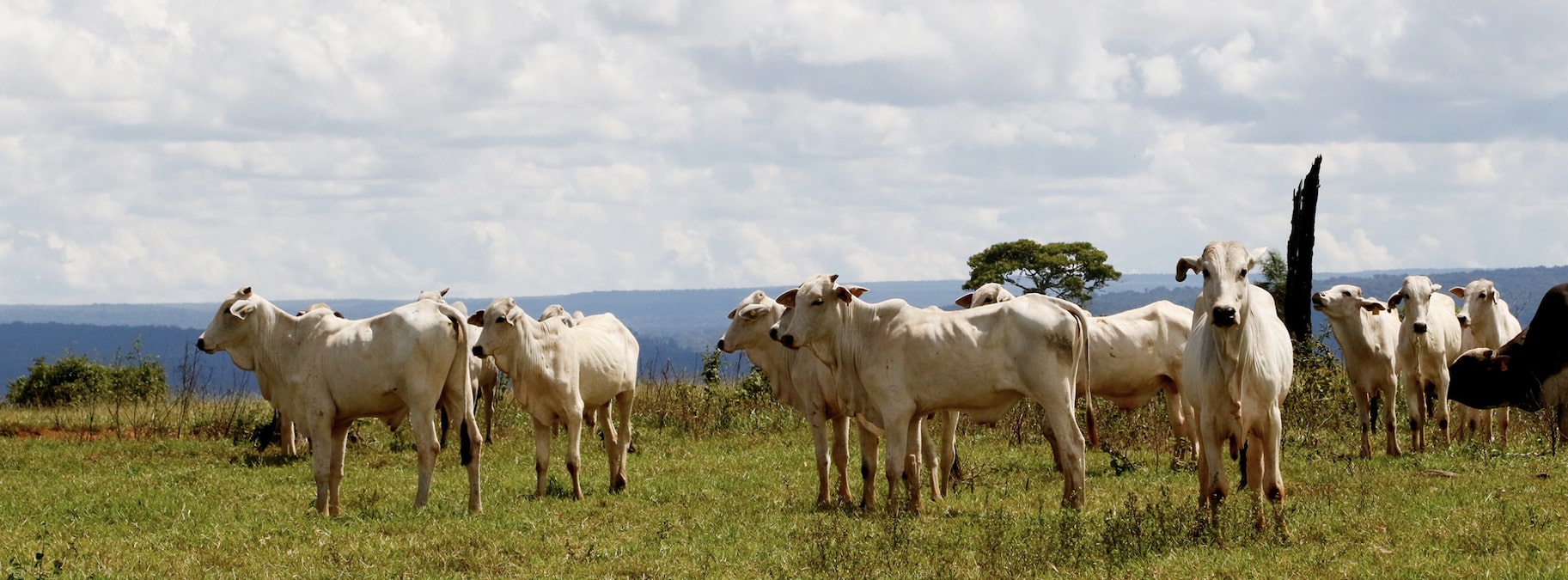 Cattle ranching is an important part of Mato Grosso’s economy