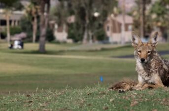 Coyotes Are Here to Stay in North American Cities – Here’s How to Appreciate Them From a Distance
