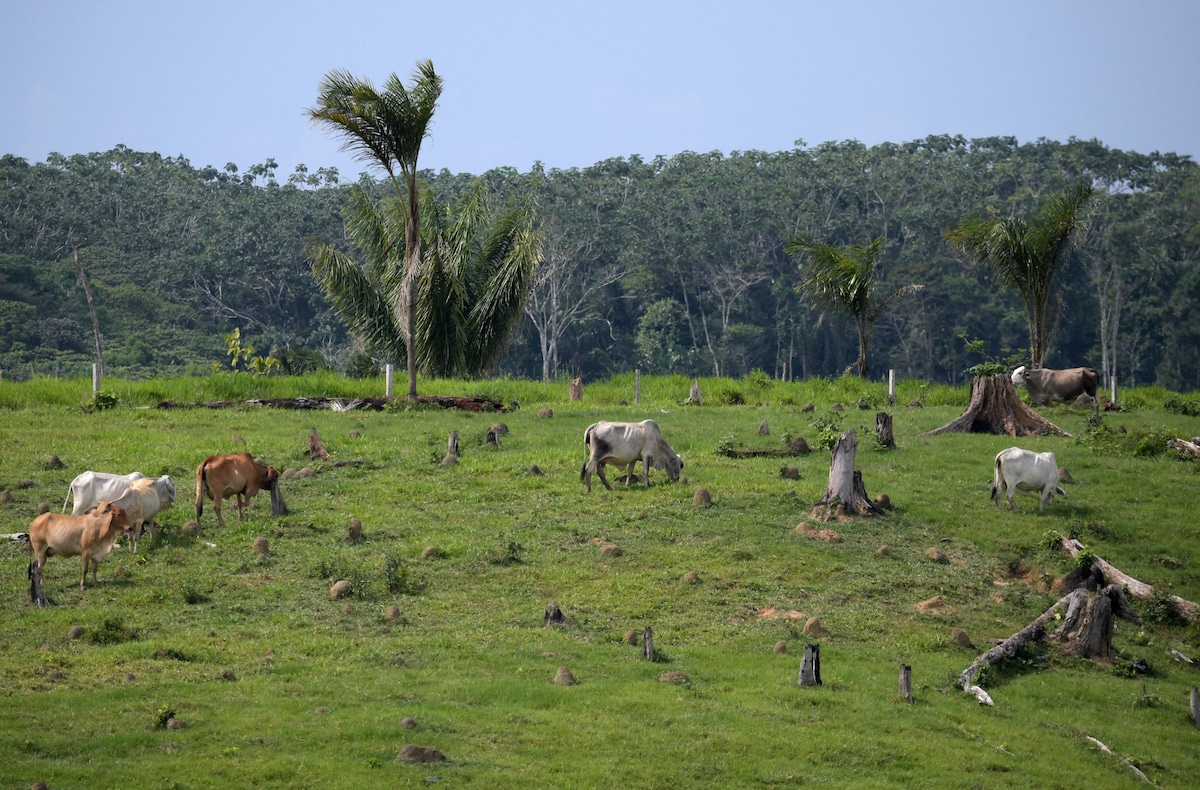 Cows and horses graze in a deforested area in Colombia