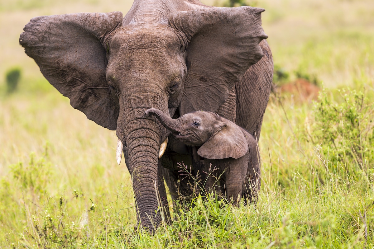 An African elephant and its baby in Kenya