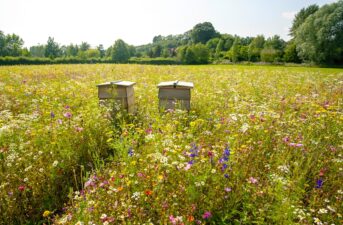 New Online Database Helps Gardeners Plant to Attract Pollinators