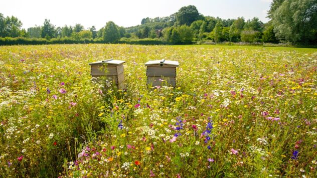 New Online Database Helps Gardeners Plant to Attract Pollinators