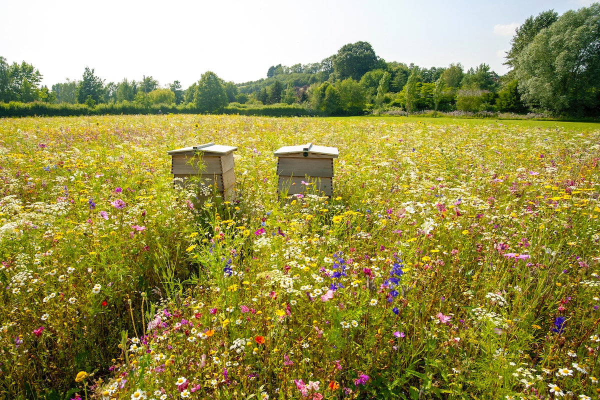 Wooden beehives in a wildflower meadow