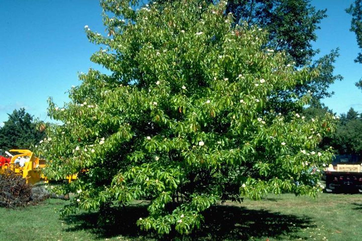 A middle-aged franklinia alatamaha tree