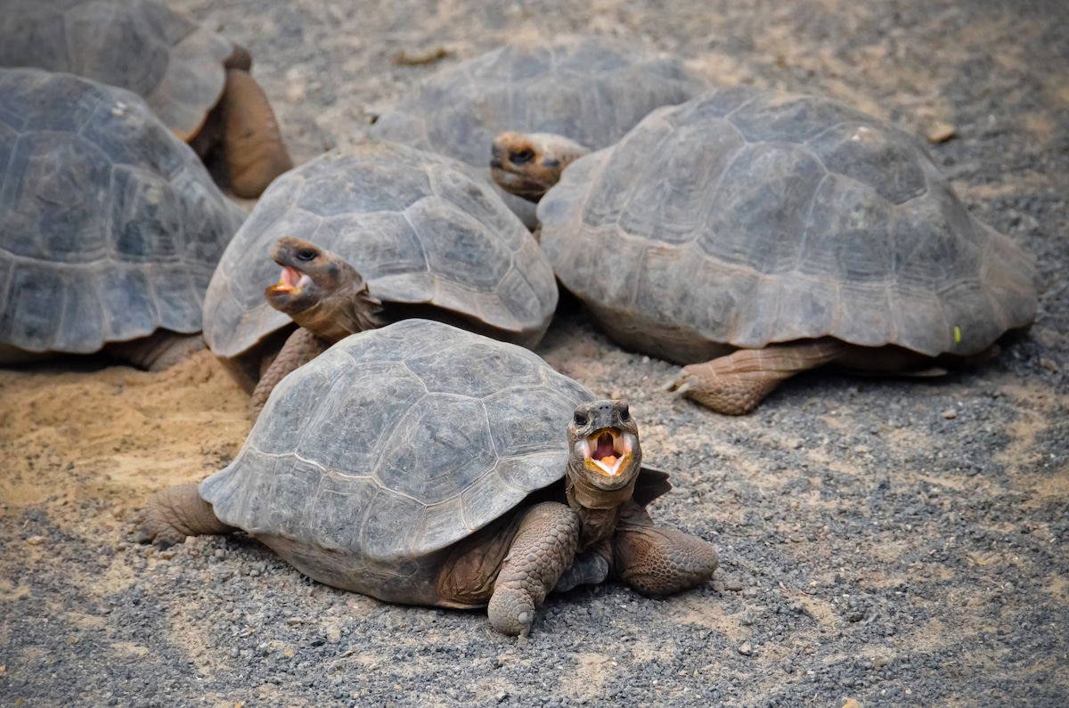 Giant tortoises on Isabela Island in the Galápagos