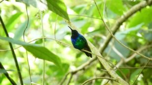 Emerald Green Hummingbird Deemed ‘Lost to Science’ Reemerges in Colombia