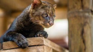 Is the Jaguarundi Extinct in the United States?