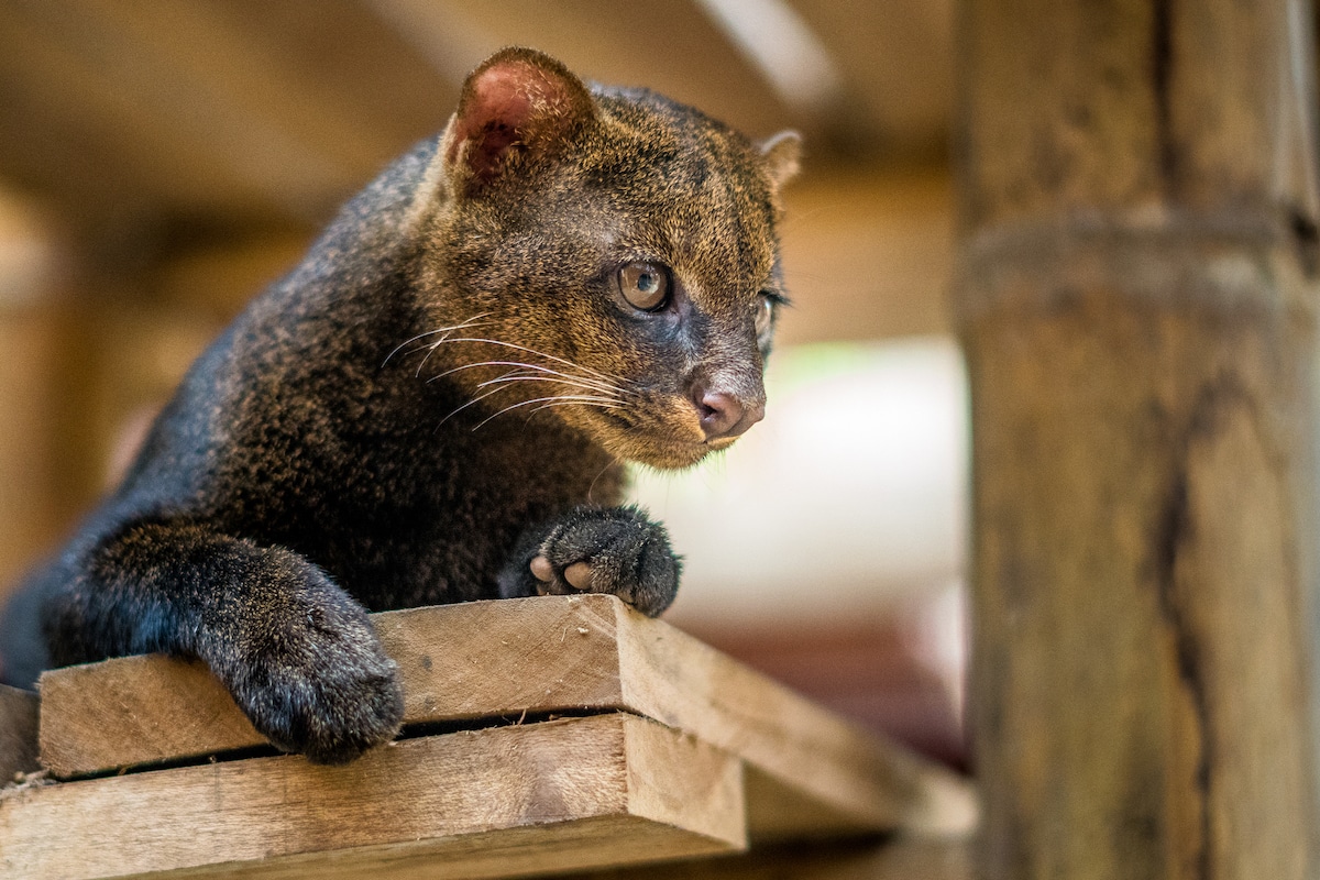 A jaguarundi at an animal rescue station in Costa Rica