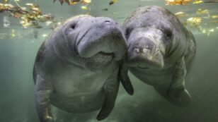 History of Manatees Across World’s Oceans Tracked by New Research