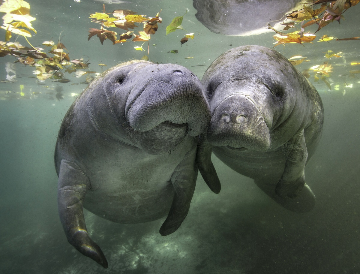 Two manatees nuzzle in Crystal River, Florida