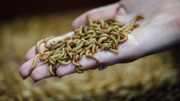 Sugar-Roasted Mealworms Could Be an Environmentally Friendly Way to Enjoy Meaty Flavor and Protein