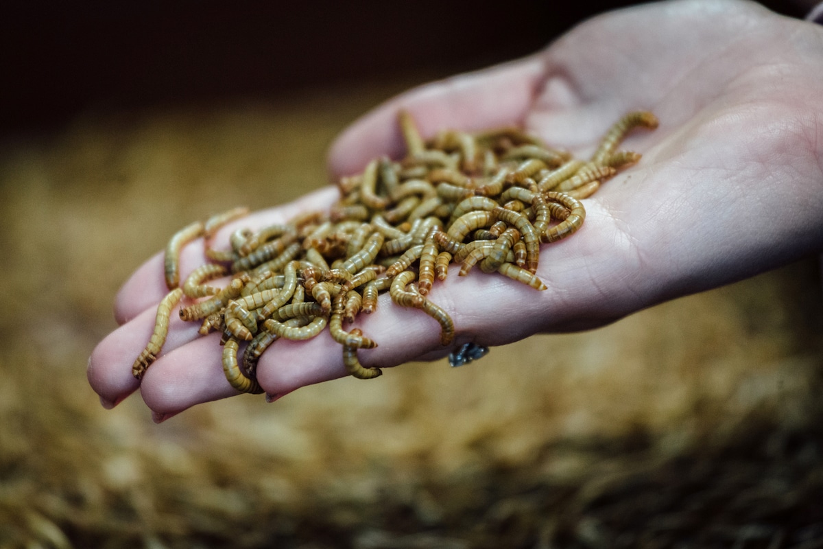 A farmer holding mealworms