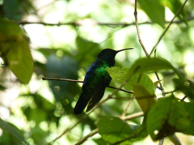 Emerald Green Hummingbird Deemed ‘Lost to Science’ Reemerges in Colombia